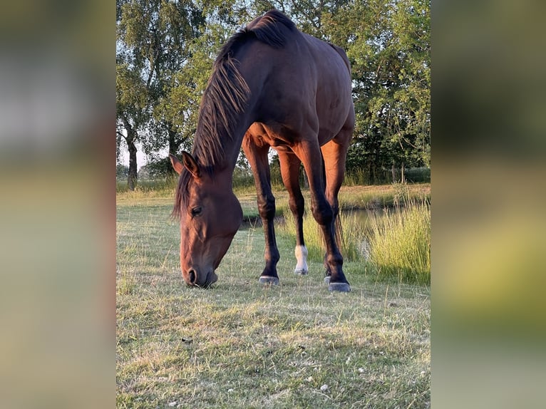 Weitere Warmblüter Stute 5 Jahre 174 cm Brauner in VredenVreden Weitere Warmblüter Stute 5 Jahre 174 cm Brauner in VredenVreden