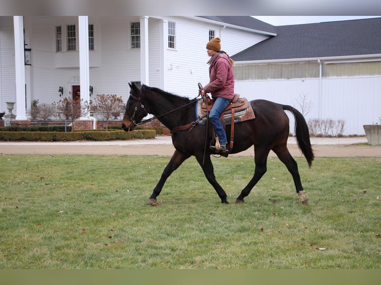 Weitere Warmblüter Stute 5 Jahre Rotbrauner in Highlands MI