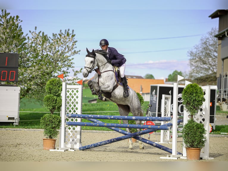 Weitere Warmblüter Stute 5 Jahre Schimmel in Mägenwil