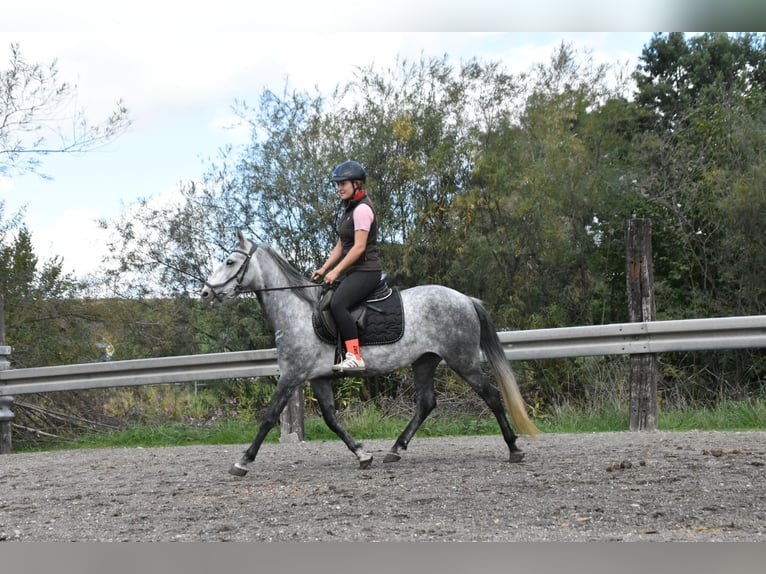 Weitere Warmblüter Mix Stute 6 Jahre 142 cm Apfelschimmel in Arnstorf