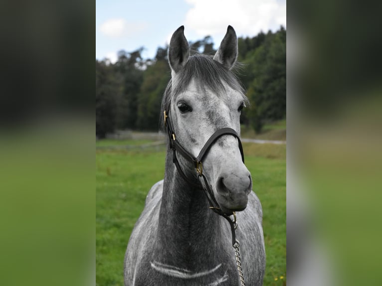 Weitere Warmblüter Mix Stute 6 Jahre 142 cm Apfelschimmel in Arnstorf