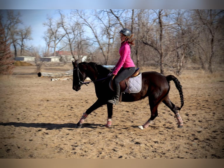 Weitere Warmblüter Stute 6 Jahre 142 cm Rappe in Fort Collins Co