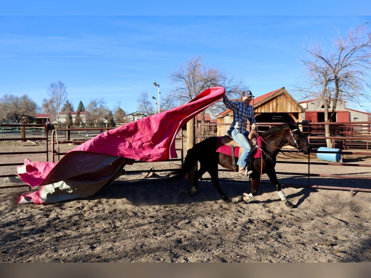 Weitere Warmblüter Stute 6 Jahre 142 cm Rappe in Fort Collins Co