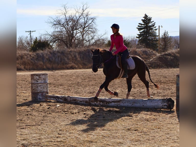 Weitere Warmblüter Stute 6 Jahre 142 cm Rappe in Fort Collins Co