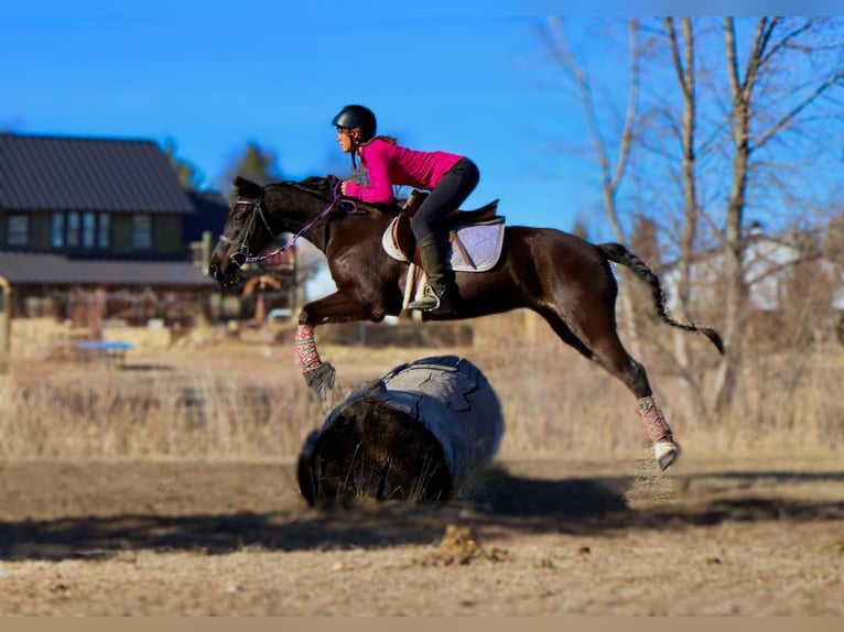 Weitere Warmblüter Stute 6 Jahre 142 cm Rappe in Fort Collins Co