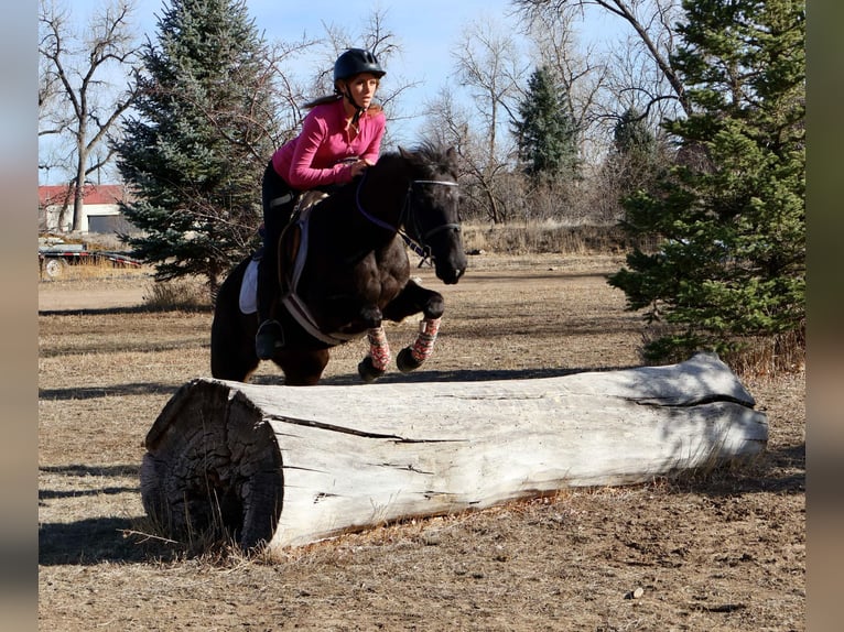 Weitere Warmblüter Stute 6 Jahre 142 cm Rappe in Fort Collins Co