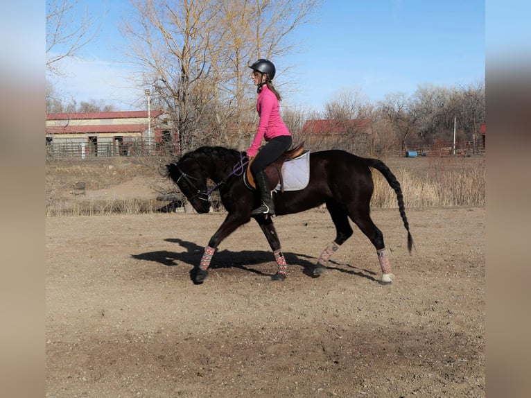 Weitere Warmblüter Stute 6 Jahre 142 cm Rappe in Fort Collins Co