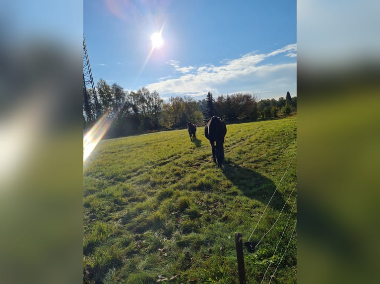Weitere Warmblüter Mix Stute 6 Jahre 145 cm Rappe in Möckern