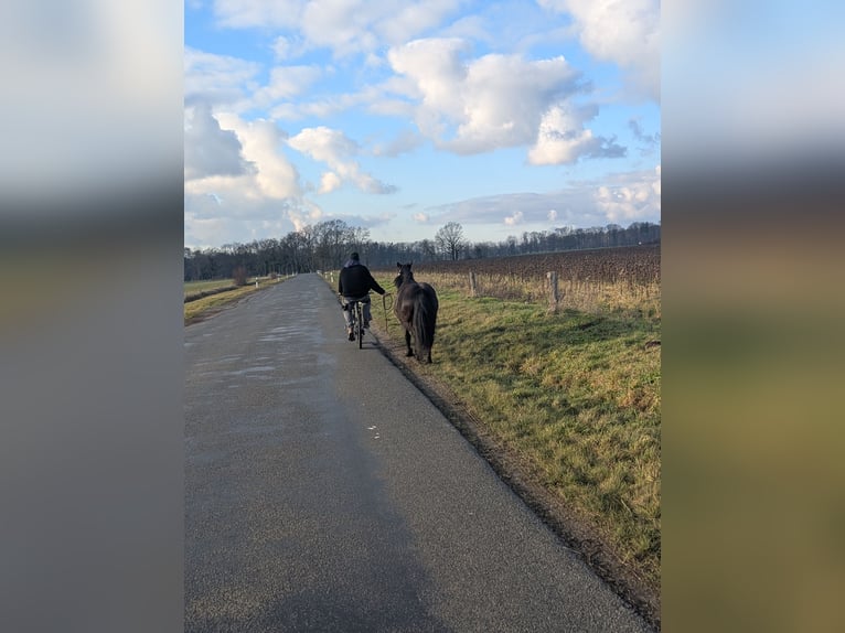 Weitere Warmblüter Mix Stute 6 Jahre 145 cm Rappe in Möckern