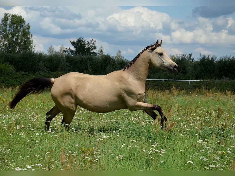 Weitere Warmblüter Stute 6 Jahre 149 cm Falbe in Grab&#xF3;w Nad Pilic&#x105;