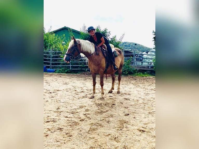 Weitere Warmblüter Mix Stute 6 Jahre 152 cm Palomino in Bad Staffelstein