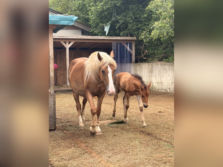 Weitere Warmblüter Mix Stute 6 Jahre 152 cm Palomino in Bad Staffelstein