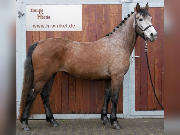 Weitere Warmblüter Stute 6 Jahre 155 cm Braunfalbschimmel in Dorsten