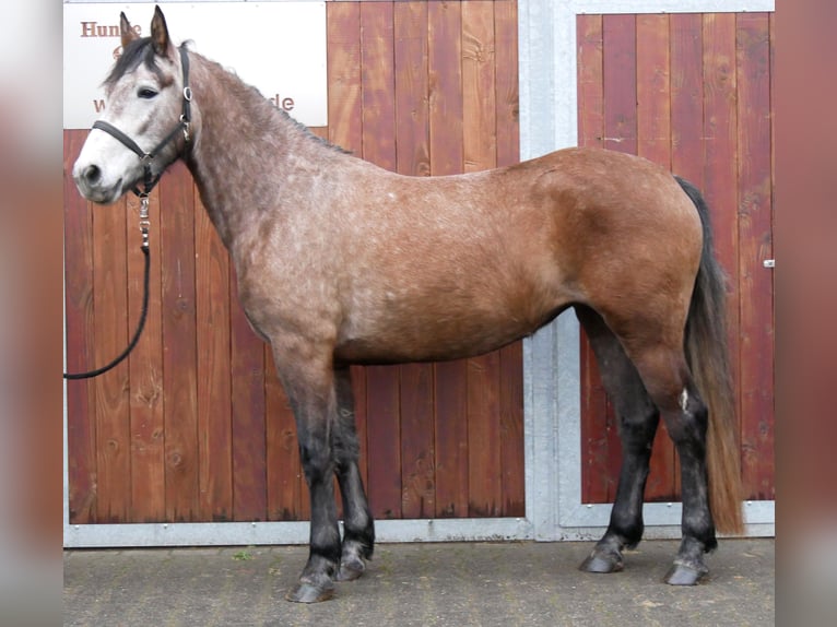 Weitere Warmblüter Stute 6 Jahre 155 cm Braunfalbschimmel in Dorsten