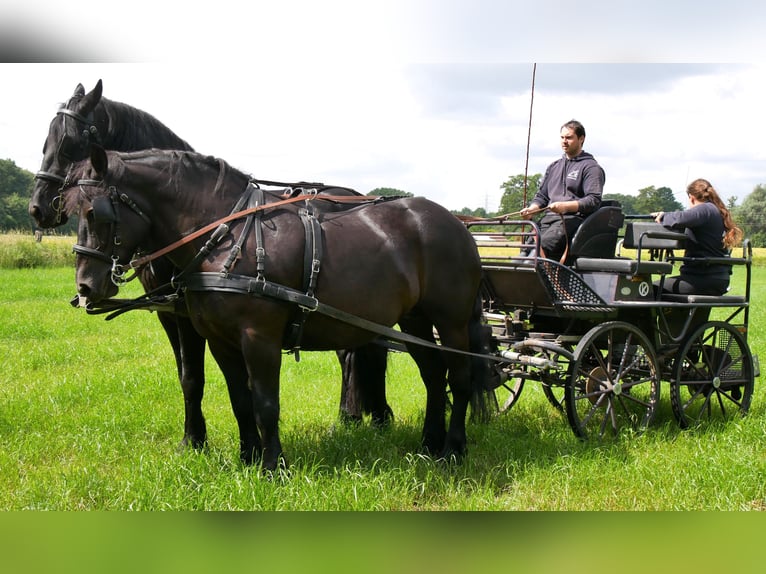 Weitere Warmblüter Mix Stute 6 Jahre 155 cm Rappe in Dorsten
