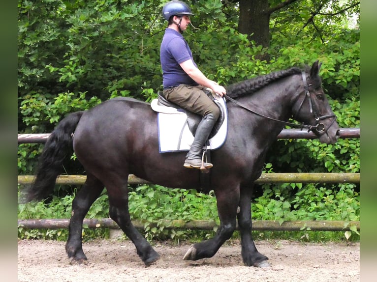 Weitere Warmblüter Stute 6 Jahre 155 cm Rappe in Dorsten