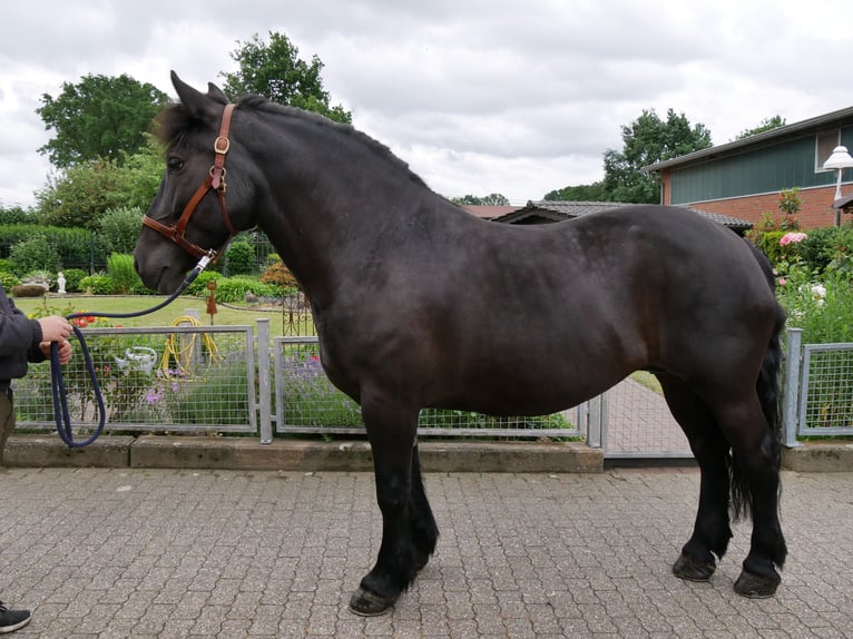 Weitere Warmblüter Stute 6 Jahre 155 cm Rappe in Dorsten