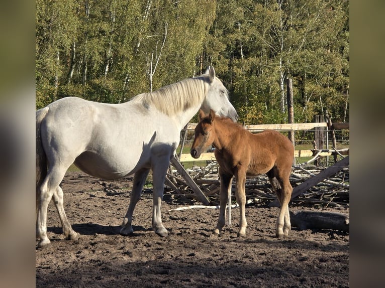 Weitere Warmblüter Stute 6 Jahre 155 cm Schimmel in M&#xFC;hlenbeck