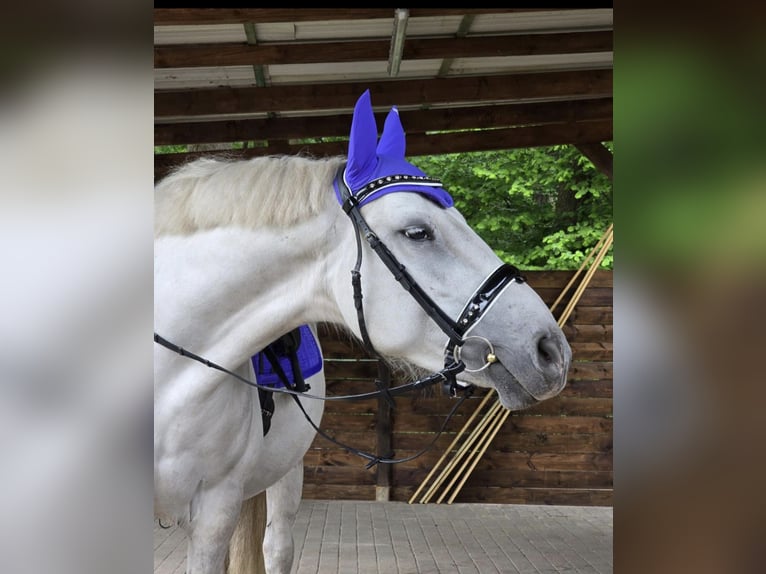 Weitere Warmblüter Stute 6 Jahre 155 cm Schimmel in M&#xFC;hlenbeck