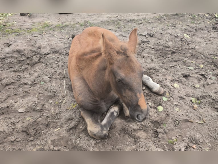 Weitere Warmblüter Stute 6 Jahre 155 cm Schimmel in M&#xFC;hlenbeck