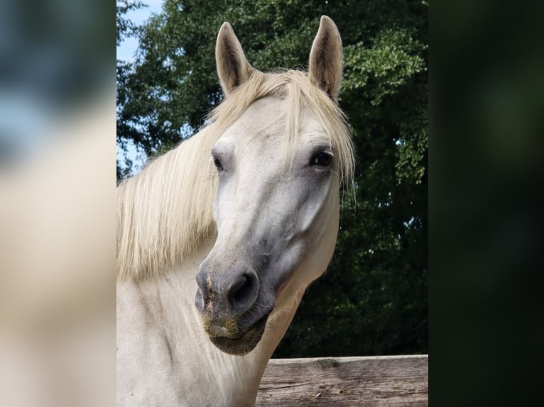 Weitere Warmblüter Stute 6 Jahre 155 cm Schimmel in M&#xFC;hlenbeck