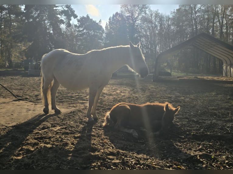 Weitere Warmblüter Stute 6 Jahre 155 cm Schimmel in M&#xFC;hlenbeck