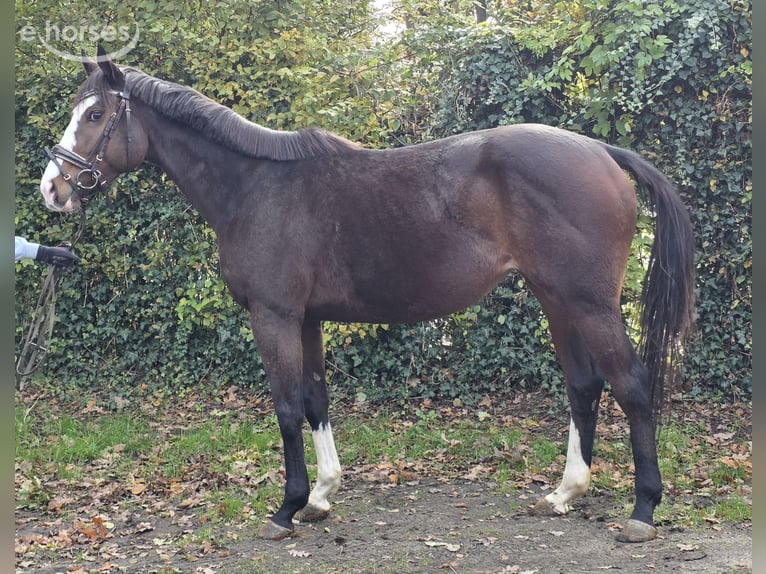 Weitere Warmblüter Stute 6 Jahre 158 cm Schwarzbrauner in Wachtendonk