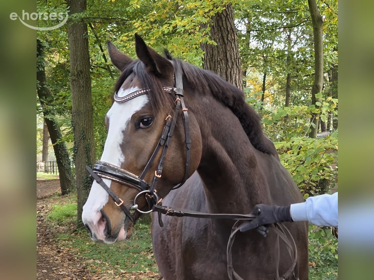 Weitere Warmblüter Stute 6 Jahre 158 cm Schwarzbrauner in Wachtendonk