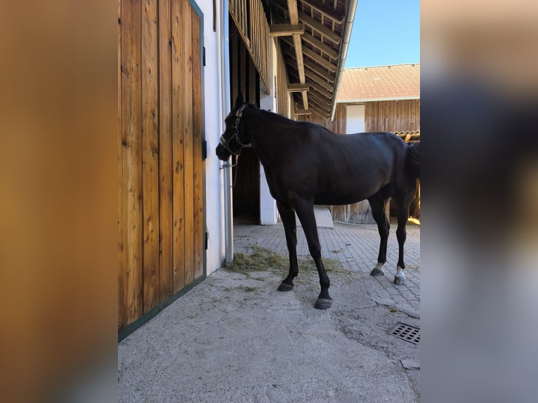 Weitere Warmblüter Stute 6 Jahre 158 cm Schwarzbrauner in Hennberg