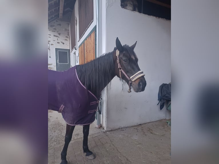 Weitere Warmblüter Stute 6 Jahre 158 cm Schwarzbrauner in Hennberg