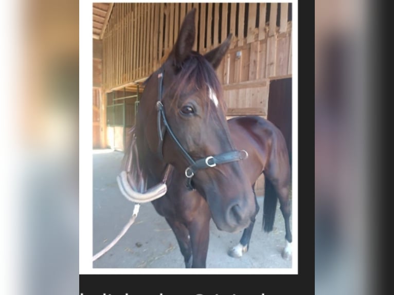 Weitere Warmblüter Stute 6 Jahre 158 cm Schwarzbrauner in Hennberg