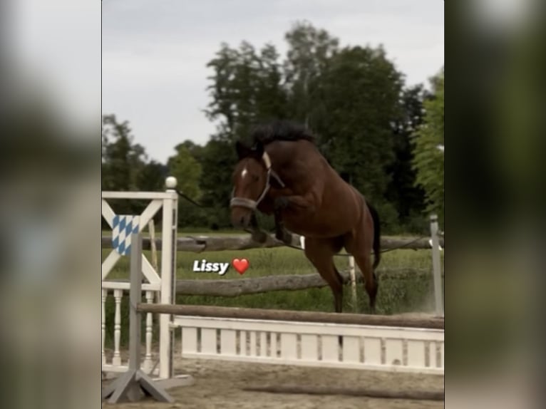 Weitere Warmblüter Stute 6 Jahre 160 cm Brauner in Adlwang