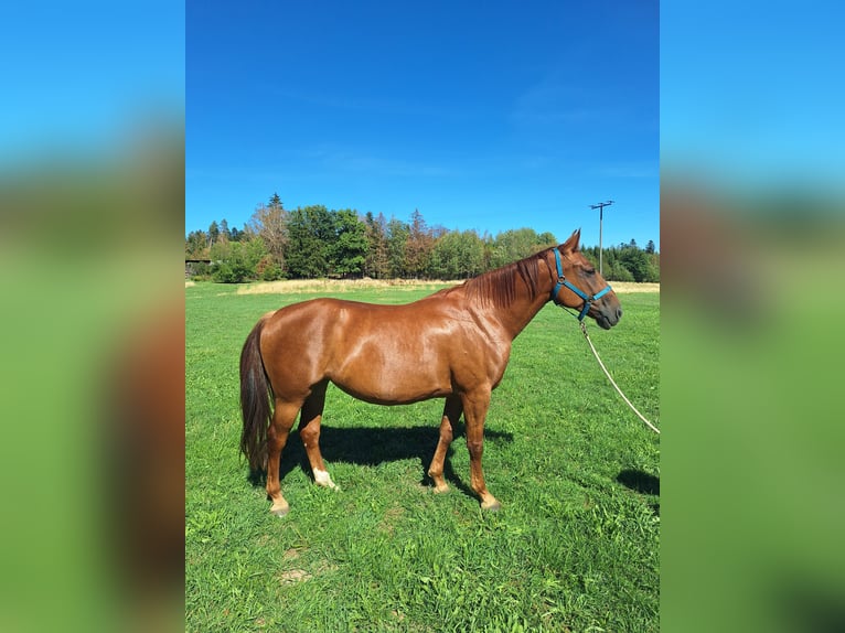 Weitere Warmblüter Mix Stute 6 Jahre 160 cm Dunkelfuchs in Albbruck