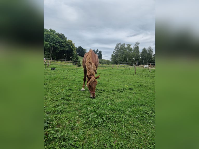 Weitere Warmblüter Stute 6 Jahre 160 cm Fuchs in Marktoberdorf Weitere Warmblüter Stute 6 Jahre 160 cm Fuchs in Marktoberdorf