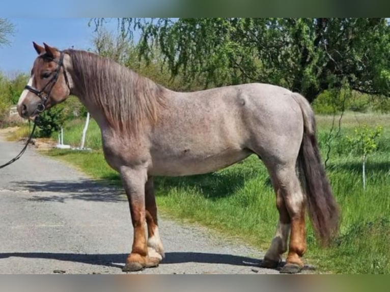 Weitere Warmblüter Stute 6 Jahre 160 cm Roan-Red in neu gaarz