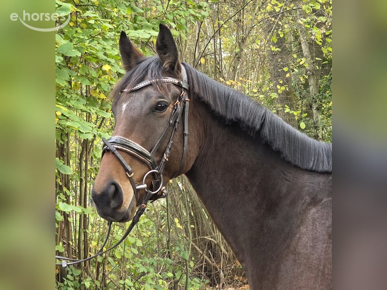 Weitere Warmblüter Stute 6 Jahre 162 cm Dunkelbrauner in Wachtendonk