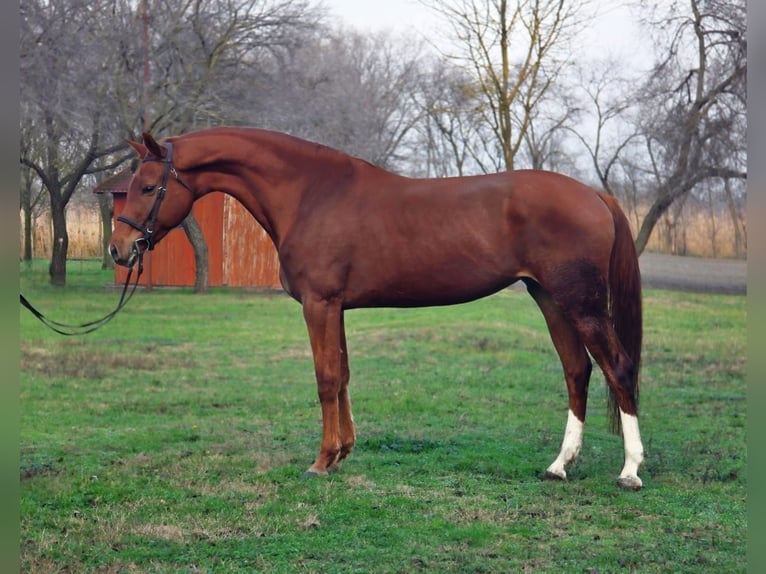 Weitere Warmblüter Stute 6 Jahre 163 cm Brauner in Békéscsaba