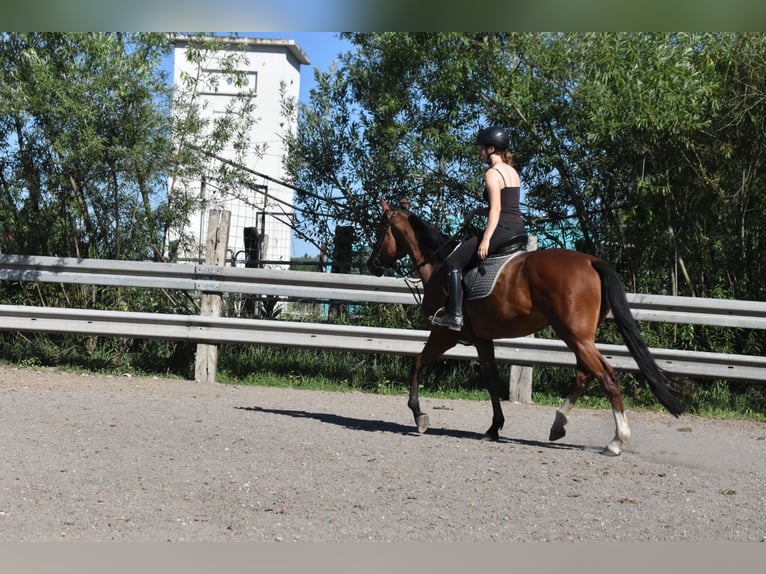 Weitere Warmblüter Mix Stute 6 Jahre 165 cm Brauner in Arnstorf