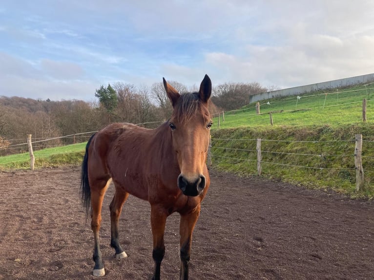 Weitere Warmblüter Stute 6 Jahre 165 cm Brauner in Neunkirchen-Seelscheid