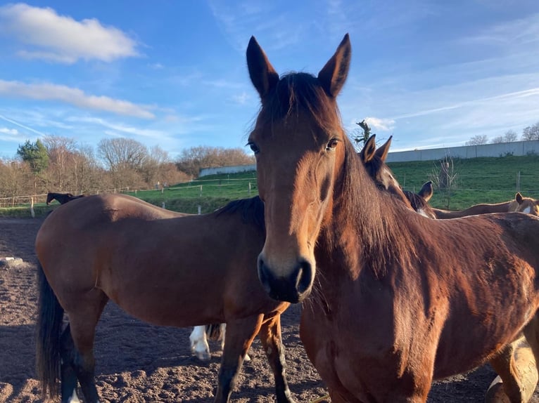 Weitere Warmblüter Stute 6 Jahre 165 cm Brauner in Neunkirchen-Seelscheid