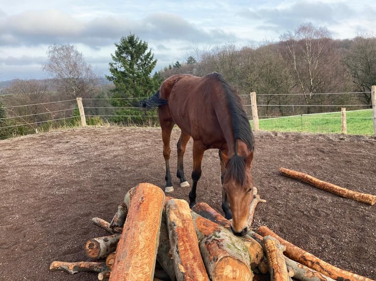 Weitere Warmblüter Stute 6 Jahre 165 cm Brauner in Neunkirchen-Seelscheid