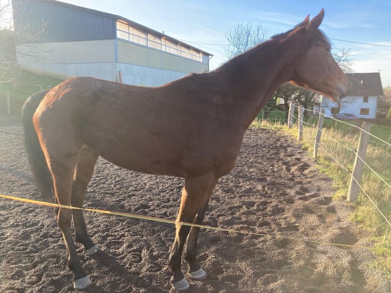Weitere Warmblüter Stute 6 Jahre 165 cm Brauner in Neunkirchen-Seelscheid