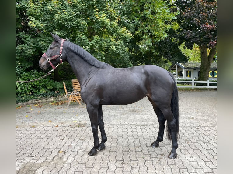 Weitere Warmblüter Stute 6 Jahre 169 cm Rappe in Warendorf