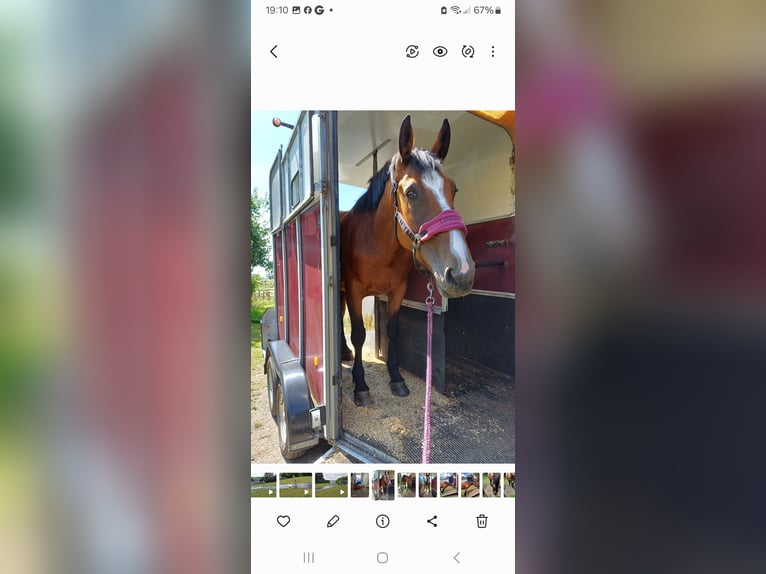 Weitere Warmblüter Stute 6 Jahre 173 cm Rotbrauner in Devon