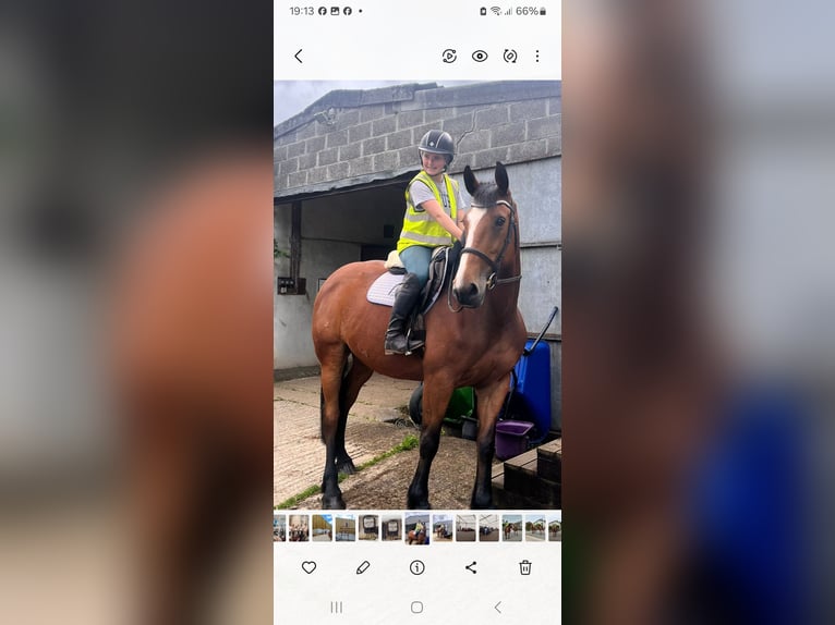 Weitere Warmblüter Stute 6 Jahre 173 cm Rotbrauner in Devon