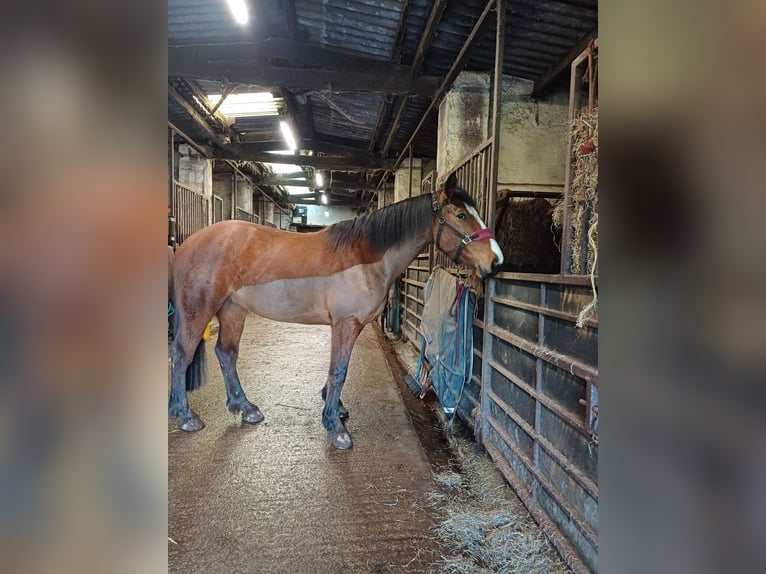 Weitere Warmblüter Stute 6 Jahre 173 cm Rotbrauner in Devon