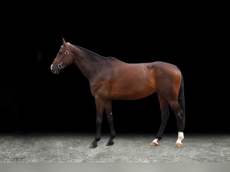 Weitere Warmblüter Stute 6 Jahre Dunkelbrauner in Z&#xFC;lpich