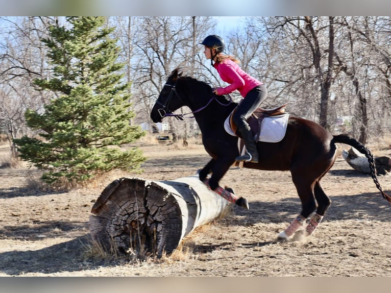 Weitere Warmblüter Stute 7 Jahre 142 cm Rappe in Fort Collins Co