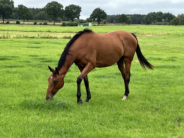 Weitere Warmblüter Stute 7 Jahre 152 cm Brauner in Ostrohe