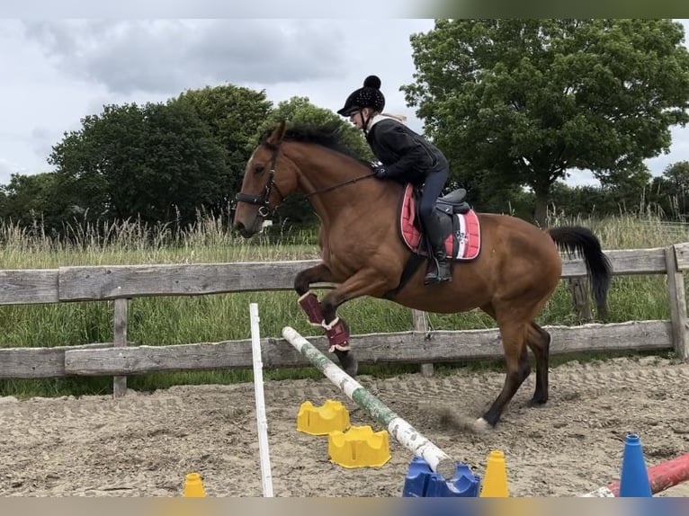 Weitere Warmblüter Stute 7 Jahre 152 cm Brauner in Ostrohe
